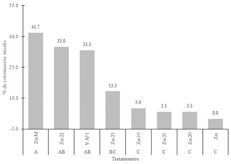 Porcentaje
colonización micelio  

de consorcios de HMA
propagados en  

P. sativum + L. multiflorum