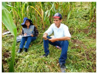 Coordinando con el propietario Sr.
Benigno Gutierrez Quintero, para la cosecha de Z. mays  

micorrizada y sin micorrizar- Paquecc 2018