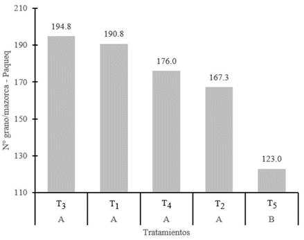 Número de grano
por mazorca de Z. mays micorrizados y
sin micorrizar, Paquecc