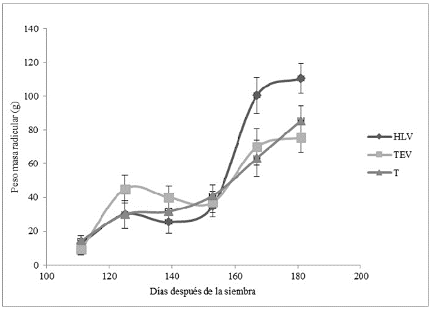  Peso de la masa
radicular (PMR) desde los 111 hasta los 181 días