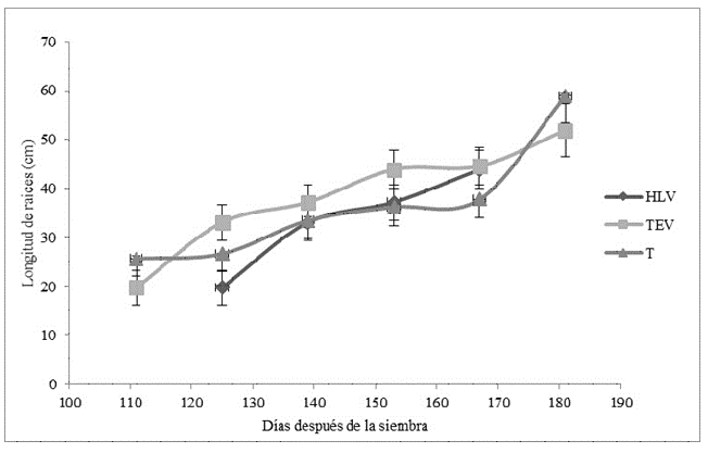  Longitud de raíces
(LR) desde los 111 hasta los 181 días