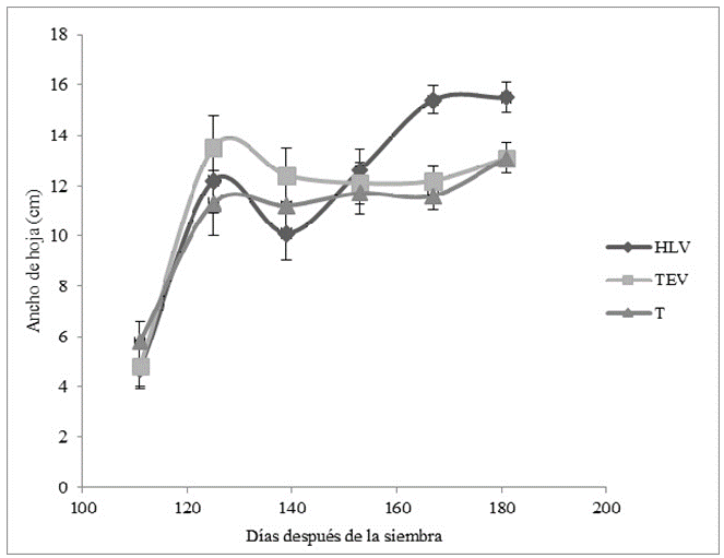 Longitud de la hoja
(LH) desde los 111 hasta los 181 días