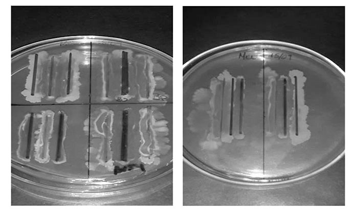 Pruebas de
compatibilidad in vitro entre las cepas de estudio (B. subtilis, B. pumilus, P. polymyxa) en medio TSA