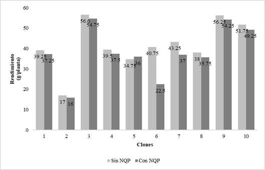 Valores promedio del rendimiento (g/planta), de los clones de Solanum tuberosum inoculados y no
inoculados con Globodera pallida
