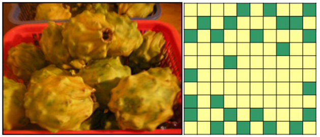 La pitahaya amarilla “madura” presenta una
coloración Munsell 5Y 8/10 en el 75-90 % de su superficie. A la derecha, malla
semitransparente empleada para la determinación de color