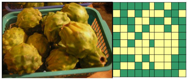 La pitahaya amarilla “pintona” presenta una coloración Munsell 5Y 7/10 en el
50 % de su superficie. A la derecha, malla semitransparente empleada para la
determinación de color