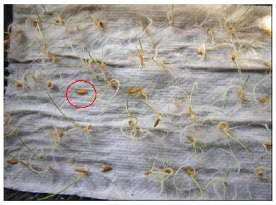 Semillas
de arroz germinadas
con la técnica de Blotter test. En el
círculo una de las semillas manchadas y no germinadas sobre la que desarrolló C. oryzae