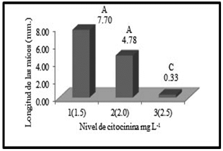 Efecto de la inducción de la citocinina BAP
en la longitud de las raíces