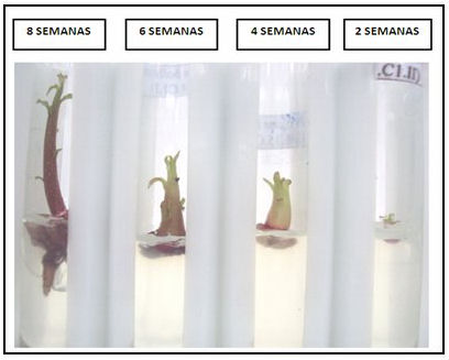 Proceso de germinación in vitro de Juglans boliviana