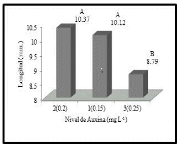 Efecto de la inducción de la auxina IBA en la
longitud de la vitroplanta