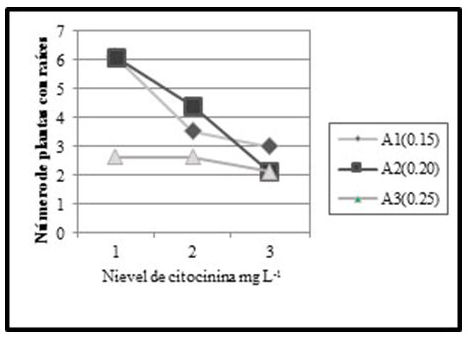 Efecto de auxinas en citocininas