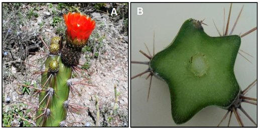 Corryocactus quadrangularis. A. Flor, B. Corte
transversales del tallo (5 costillas)