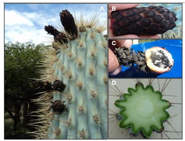 Browningia hertlingiana. A. Cactus de color azul
verdoso,  
B. Flor, C. Fruto, D. Corte transversal del tallo (13 costillas)