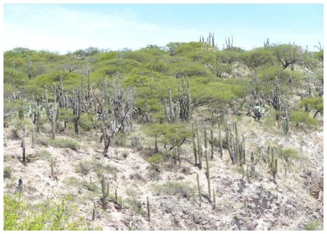 Physiography and vegetation of San  

Cristobal
Hill, Compañía community, Pacaycasa  

district.
Ayacucho-Peru