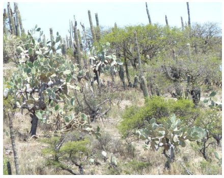 Mixed xerophytic community with presence of Acacia macracantha, Opuntia
streptacantha, Browningia hertlingiana from San Cristobal hill, Compañía
community, Pacaycasa district.  

Ayacucho-Peru