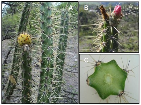 Corryocactus
ayacuchoensis. A. Fruit, B. Flower, C. Cross section (6 ribs)