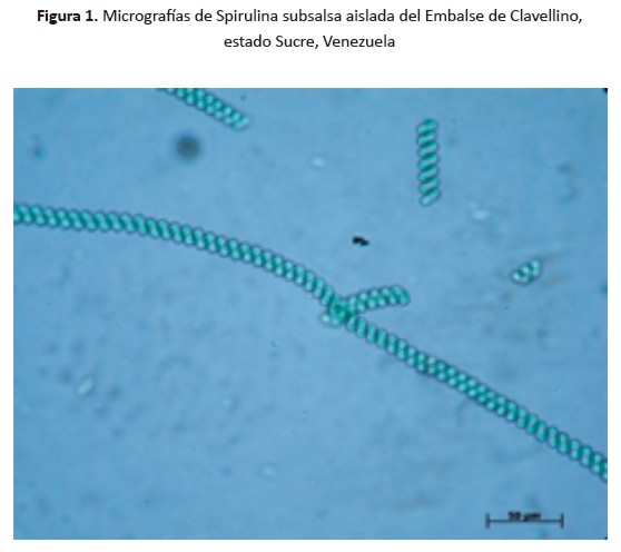 Figura 1. Micrografías de Spirulina subsalsa aislada del Embalse de Clavellino,estado Sucre, Venezuela