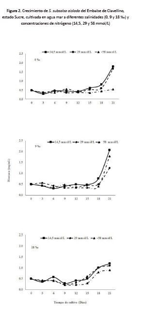 Figura 2. Crecimiento de S. subsalsa aislada del Embalse de Clavellino, estado Sucre, cultivada en agua mar a diferentes salinidades (0, 9 y 18 ‰) yconcentraciones de nitrógeno (14,5, 29 y 58 mmol/L)