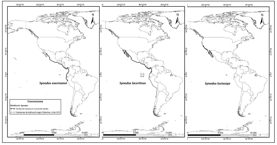 Figura 2: Distribución de las especies Synodus evermanni, S. lacertinus y S. lucioceps en el Pacífico oriental. Fuente: Elaboración propia.