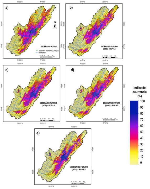 Áreas de distribución
del cultivo de cholupa en la cuenca alta del río Magdalena para el periodo
actual (1970 a 2000) y dos períodos futuros (2050 y 2070) considerando
escenarios diferentes de RCP (4.5 y 8.5). 