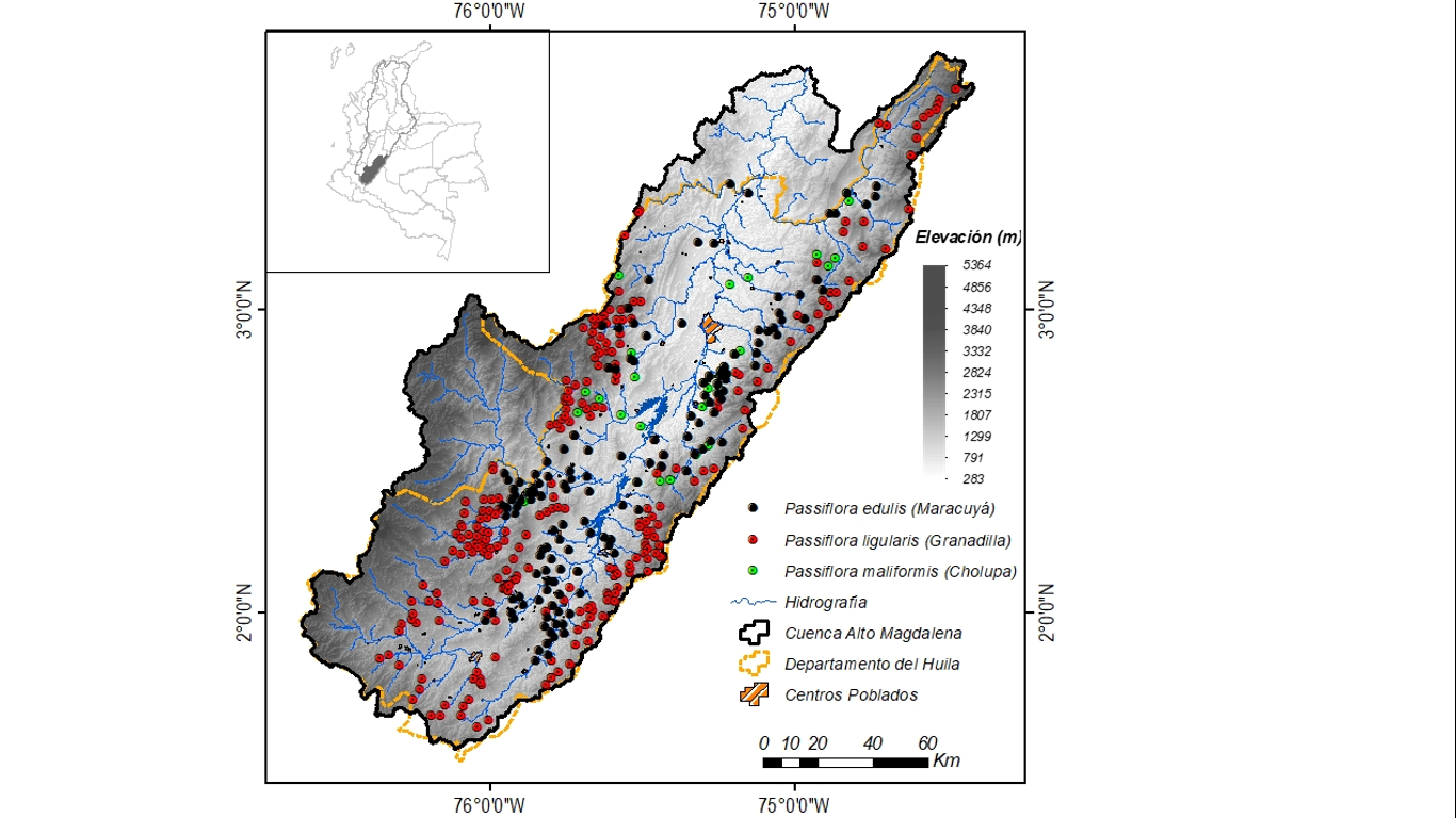 Distribución
espacial de registros de presencia de cultivos de maracuyá, granadilla y
cholupa en la cuenca alta del río Magdalena.