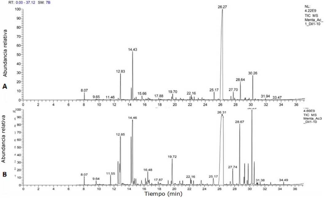 Perfiles
cromatográficos representativos bajo GC-MS de muestras de aceites esenciales de
M. spicata. (A) Perfil cromatográfico obtenido de muestras en sistema de
cama contenida y (B) Perfil cromatográfico obtenido de muestras en sistema
acuapónico.