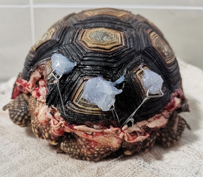 Dog bite trauma resolution in tortoise Chelonoidis chilensis by