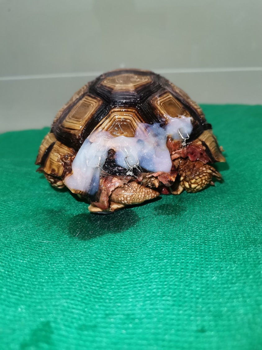 Dog bite trauma resolution in tortoise Chelonoidis chilensis by