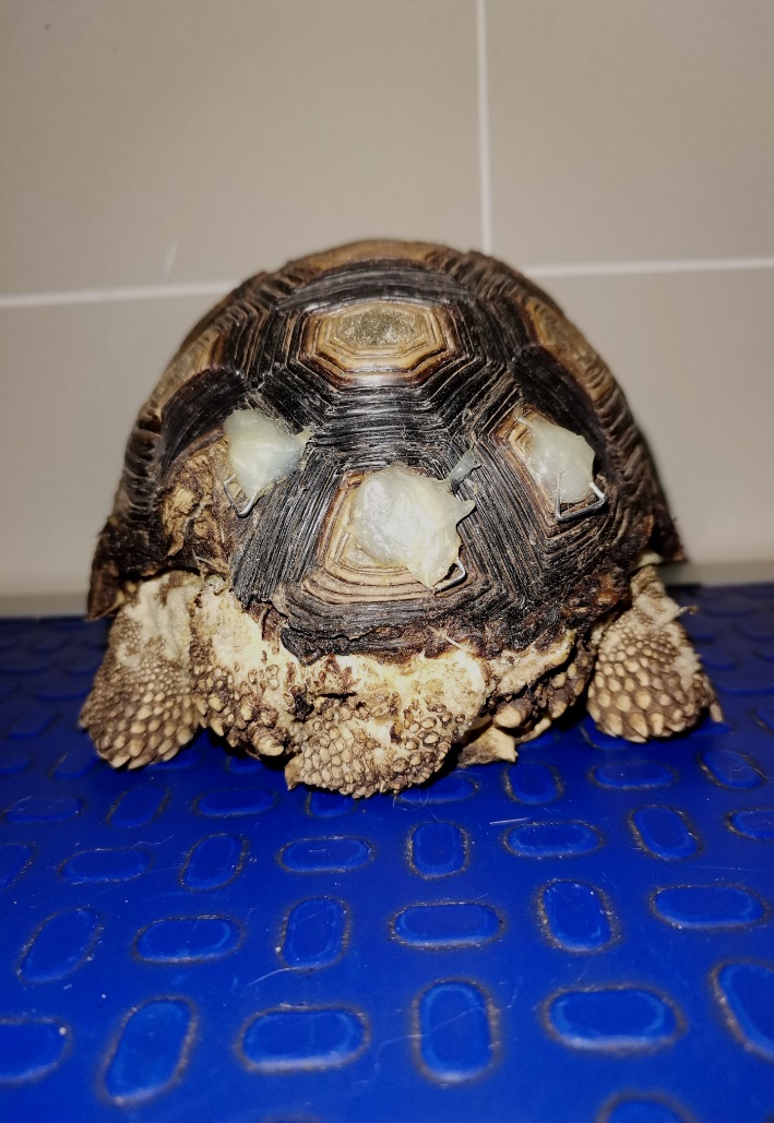 Dog bite trauma resolution in tortoise Chelonoidis chilensis by