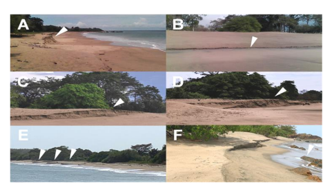 Registro histórico de formación de bermas en Playa Lagarto, Los Santos, Panamá. A: poste 2 (27/8/2015); B: poste 6 (7/5/2016); C: poste 5 (7/6/2020); D: poste 3 (7/6/2020); E:
poste 5 (17/2/2022); F: poste 1 (18/02/2022).
Bermas con 1.5–3.2 metros de desnivel. Punteros en blanco indican bermas y rocas expuestas
posteriores a la formación de las bermas.