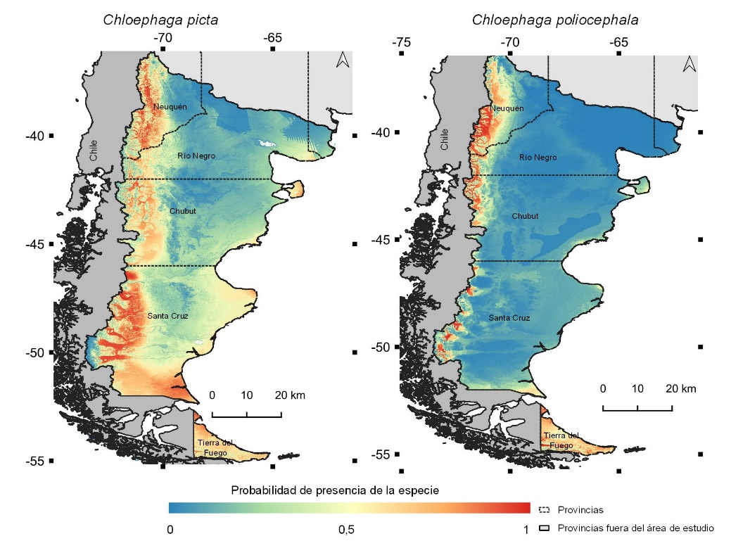 Figura
2. Modelos de distribución potencial de Chloephaga picta y de Chloephaga policephala.
