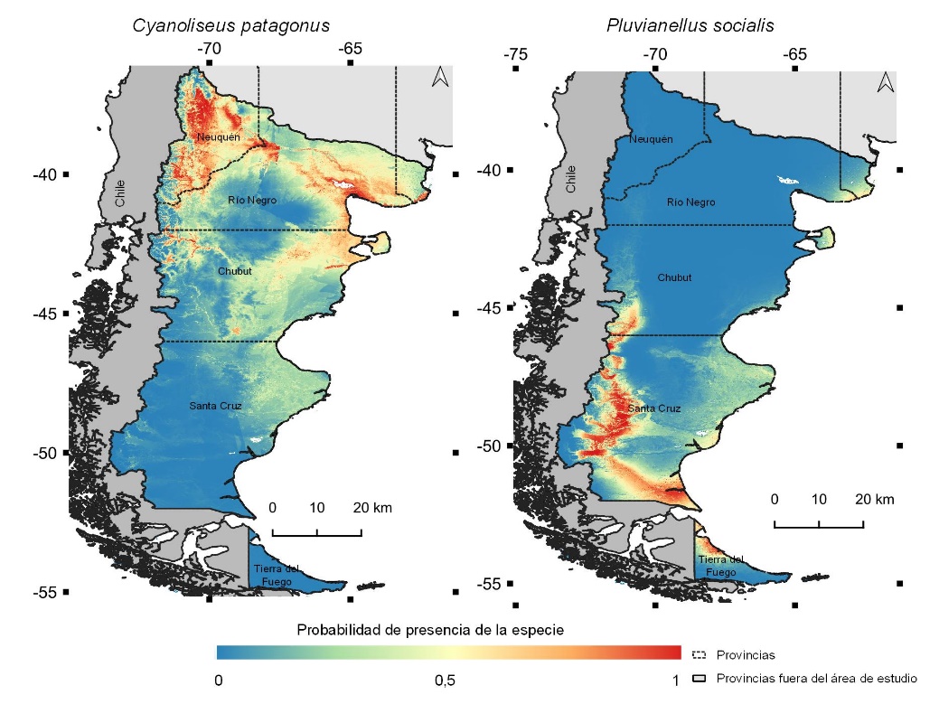 Figura
3. Modelos de distribución de Cyanoliseus patagonus y de Pluvianellus socialis.