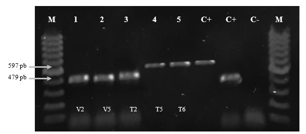  Amplificación de B. gladiolii y B. plantarii a partir de colonias
bacterianas aisladas de panículas de arroz. M: Marcador de peso molecular de
100 pb; 1-3: Muestras positivas para B. gladiolii; 4-5: Muestra positiva para B. plantarii; C+: Muestra control
positivo B. plantarii y B. gladiolii; C-: Control negativo.
