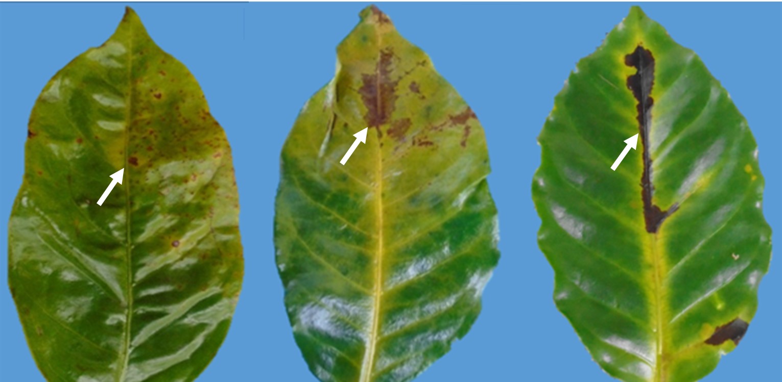 Síntomas de manchas necróticas de color pardo-oscuro,
de forma irregular, rodeada  

por halo acuoso amarillo y traslucido, causados por Pseudomonas spp en hojas de café.