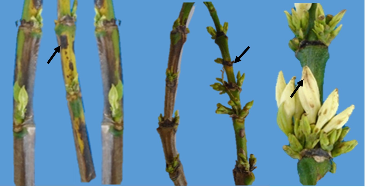 Síntomas de manchas necróticas de color pardo-oscuro,
de forma y tamaño irregular,  

causados por Pseudomonas
spp en bandolas y flores de Café.