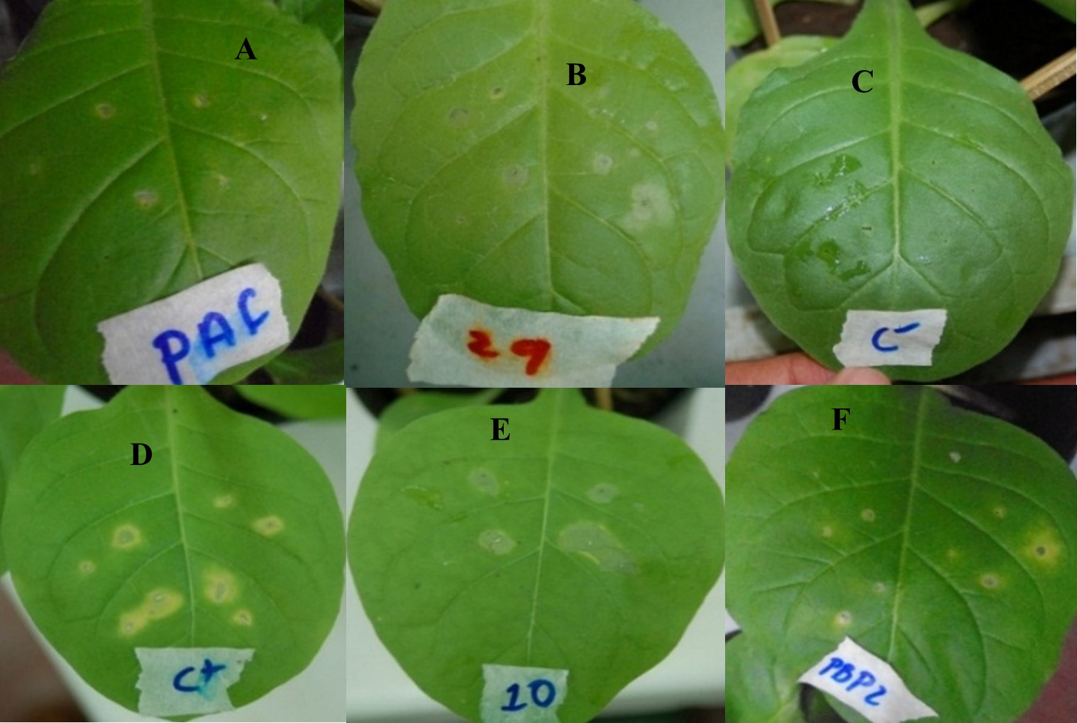 Reacción de hipersensibilidad en hojas de tabaco inducida por aislados
bacterianos  

provenientes
de tejido de café. (A) P. syringae., (B, E), P.
cichorii, (C), Control negativo  

(D)
Control positivo, (F) P. corrugata.