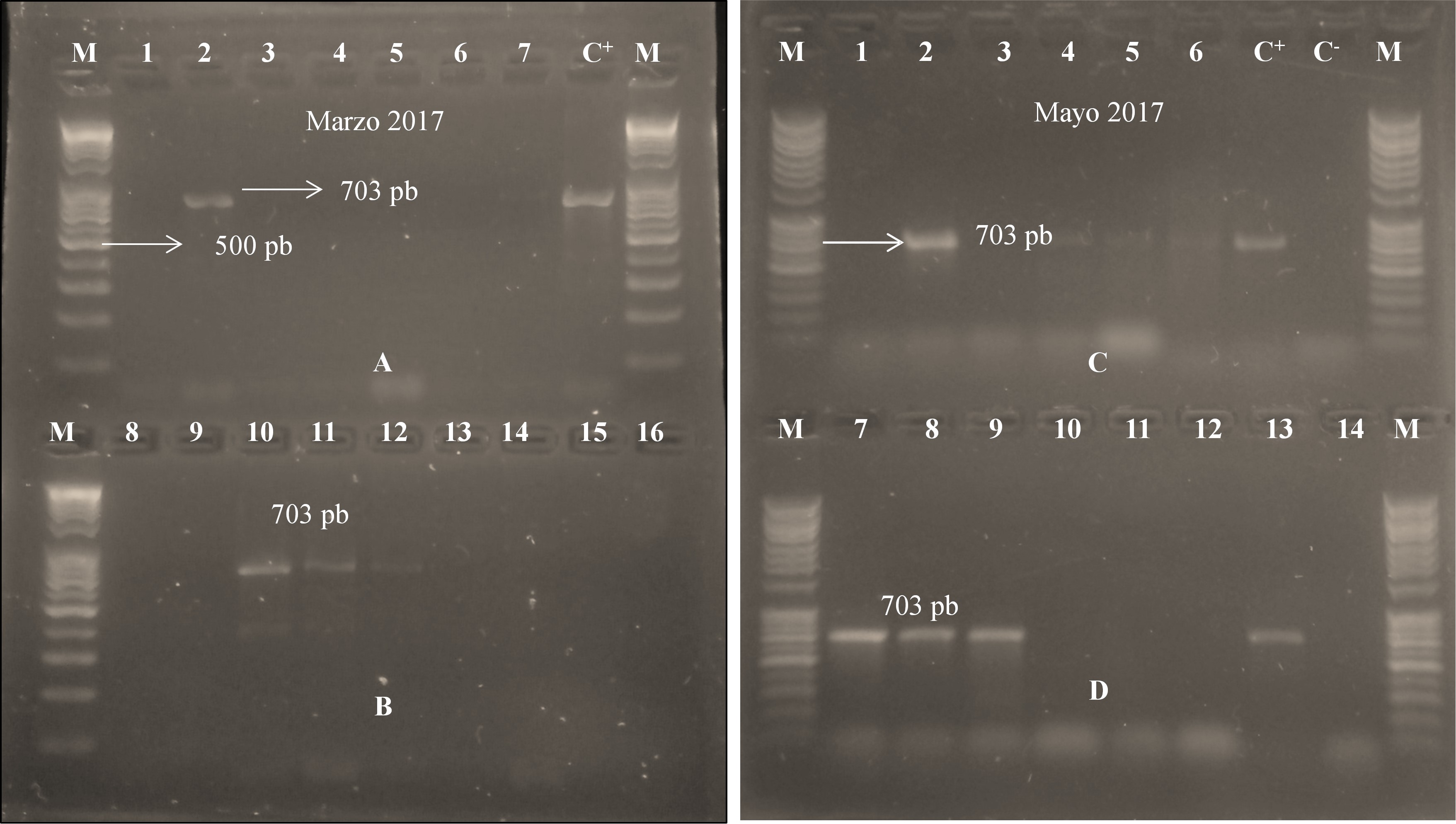 Detección positiva
de Candidatus Liberibacter asiaticus en marzo (Panel A y B) y mayo (Panel C y D)
2017. En el panel A, la única muestra positiva (carril 2) correspondió al
vivero Campos azules 1 y en panel B, las muestras positivas corresponden al
vivero El Román (carriles 10 y 11) y al vivero Campos Azules 2 (carril 12). Las
demás muestras resultaron negativas. En el panel C, los casos positivos de HLB
se registraron en el vivero El Diamante (carril 2), vivero Campos Azules 2
(carril 4), Campos Azules 1 (carriles 5 y 6). En el panel D, los casos
positivos corresponden al vivero El Román (carriles 7 y 8), El Diamante (carril
9) y Campos Azules 1 (carril 13). C+
= control positivo, C- = control negativo y M = marcador molecular
de 100 pb, A, B, C y D son los paneles.