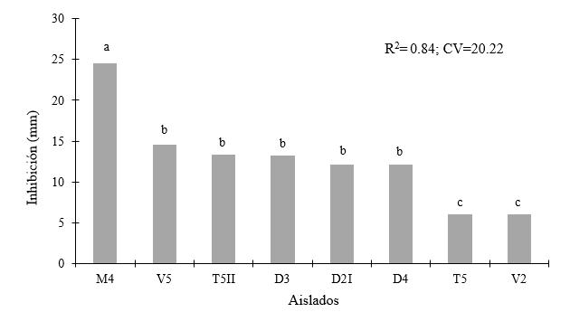 Sensibilidad
de aislados de B. gladiolii y B. plantarii al ácido oxolínico más gentamicina.