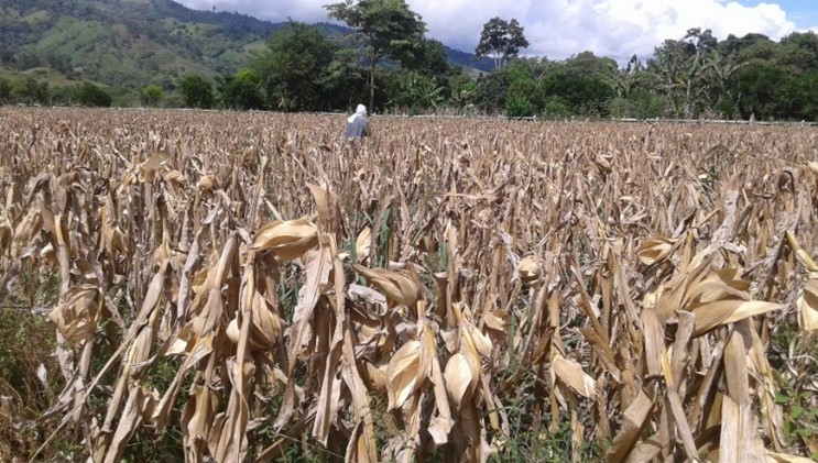 Práctica de presecado de
mazorcas de maíz en la planta,  

Jalapa, Nueva
Segovia.
