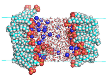 Sistema SDS/agua/SDS previamente relajados
utilizando el programa Gromacs-4.5.5.