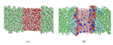 (a) Sistema agua/n-octano. (b) Sistema
agua/SDS/n-octano. Ambos sistemas previamente relajados utilizando el programa
Gromacs-4.5.5.