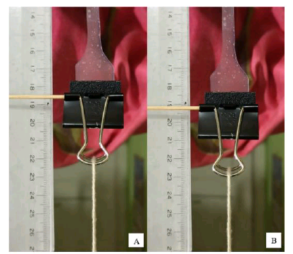 Posición inicial de una probeta de yuca (A) y
posición final de la misma probeta antes de la fractura (B). 



 