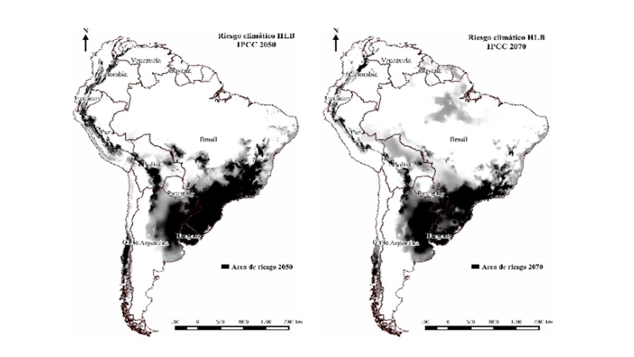 Mapa de riesgo relativo de establecimiento de
HLB en Sudamérica hacia el 2050 (izq.) y 2070 (der.),
en comparación al riesgo climático históricamente observado en San Pablo
(Brasil).