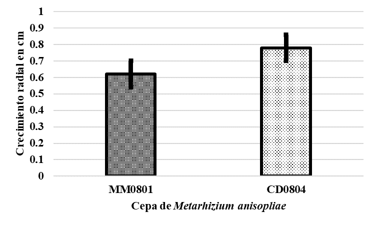 Crecimiento radial de Metarhizium
anisopliae en 48 horas a partir de la inoculación en garrapapa