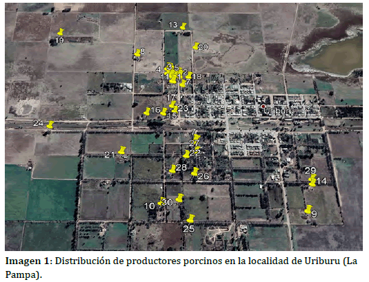 Distribución de productores porcinos en la localidad de Uriburu (La Pampa).
