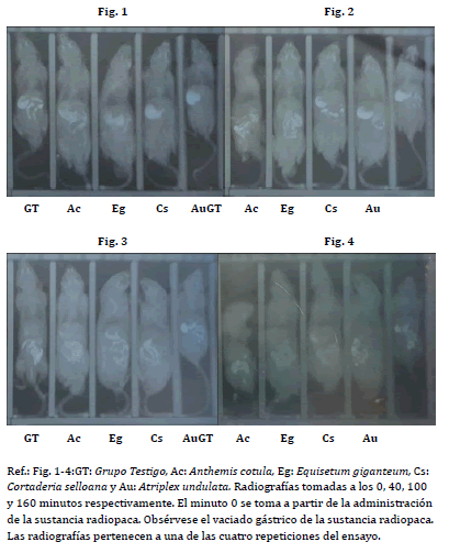 Fig. 1-4: Imágenes
radiofráficas seriadas de un grupo de ratones administrados con sulfato de
bario y tratados con extractos hidroalcohólicos de Equisetum giganteum,
Cortaderia selloana, Anthemis cotula y Atriplex undulata