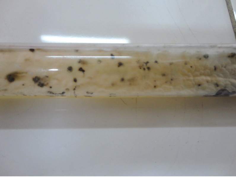 Colonies
of Sporothrix schenckii on Sabouraud’s glucose agar (SDA) at 25 °C. The initial
beige color turns dark brown as the colonies mature.