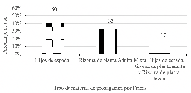 Material de
propagación utilizado para el cultivo de plátano.