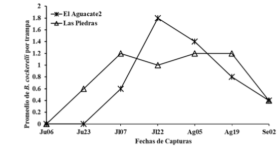 Fluctuación Poblacional de B. cockerelli, con
trampas amarillas en dos fincas de papa,  

en el período comprendido entre junio a septiembre 2014,
Jinotega