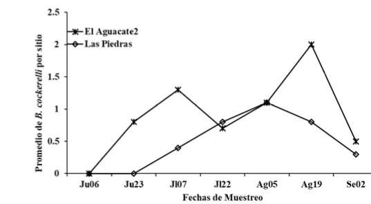 Fluctuación poblacional de B. cockerelli,
muestreadas visualmente en dos fincas de papa,  

en el periodo comprendido entre junio a septiembre 2014,
Jinotega
